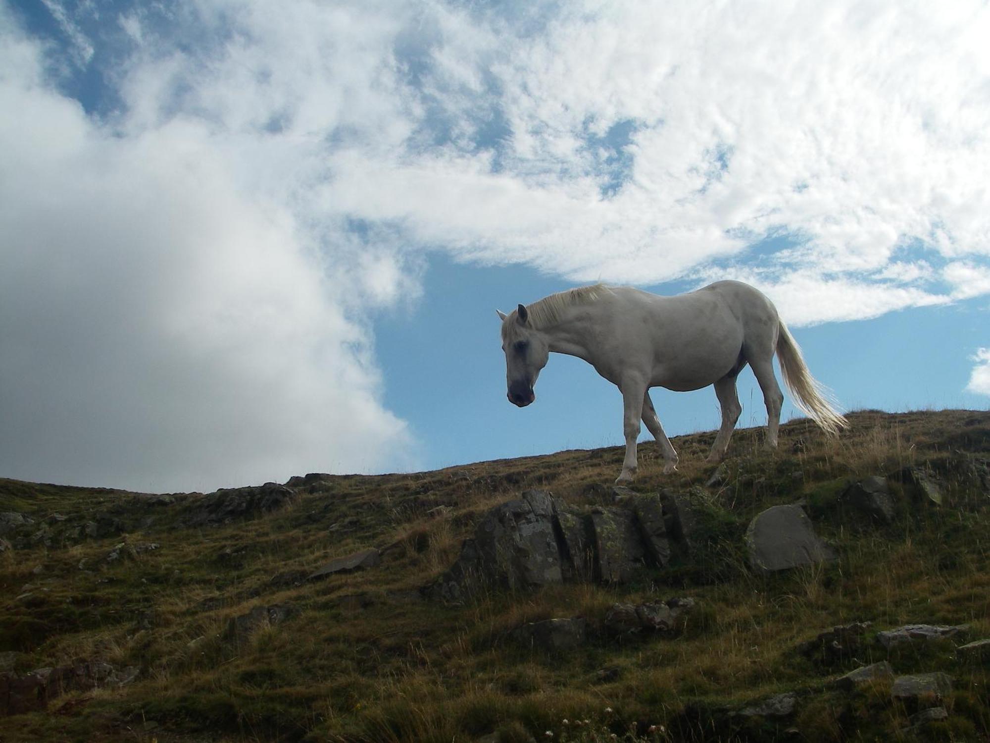 منزل الضيف Belsierre  في Casa Pirinea Ordesa المظهر الخارجي الصورة